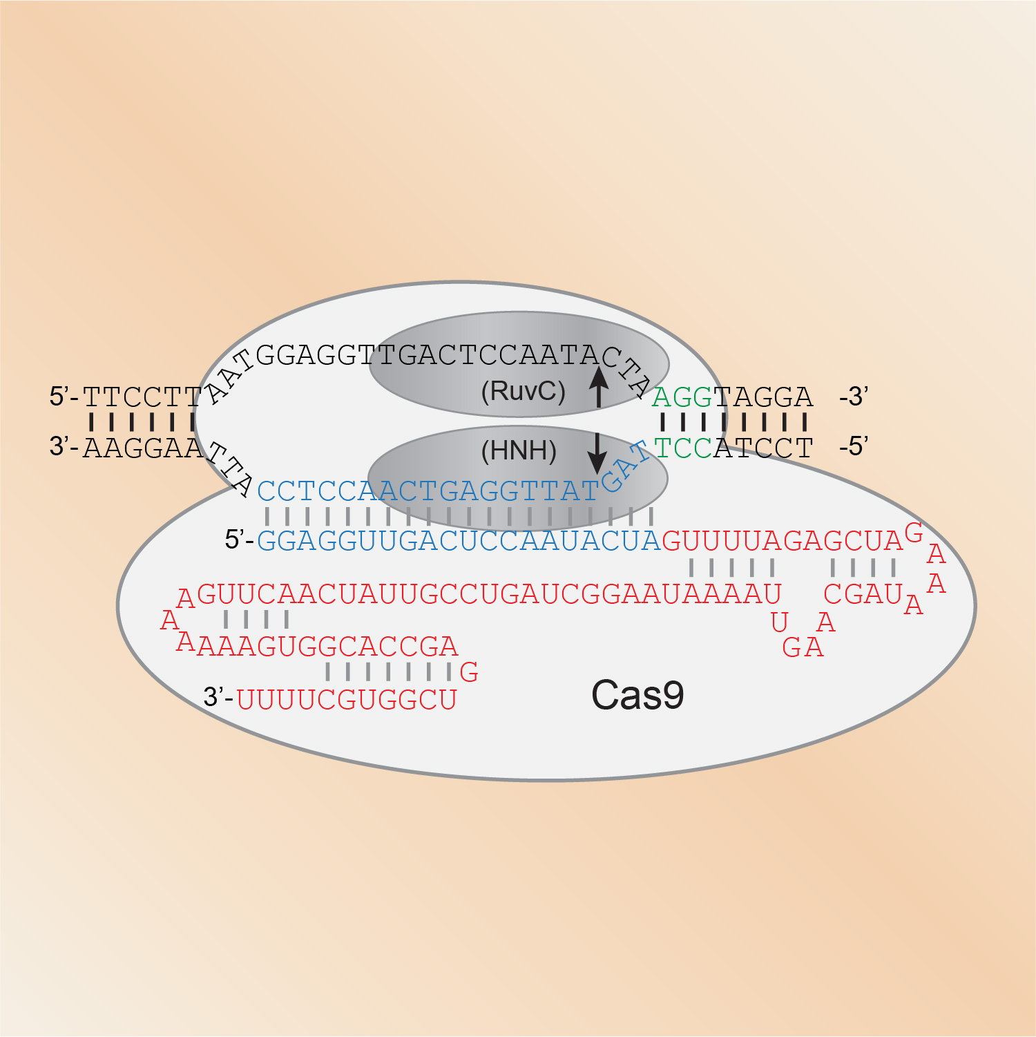Cas9/sgRNA in complex with a target site.