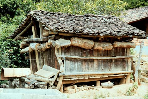 Stingless bee hives (Melipona beecheii) hanging from roof of hut