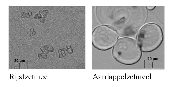 Structuur van rijst- en aardappelzetmeel