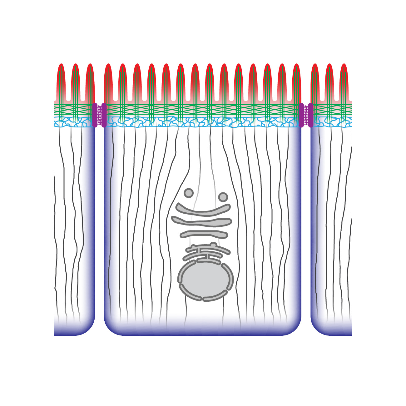 A drawing of an epithelial cell