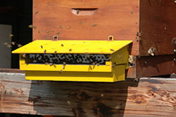 Pollen trap placed in front of hive exit.