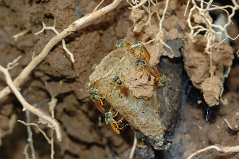 Costa Rica, Stingless bee Tetragonisca angustula ground nest.